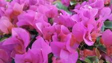 Bougainvillea La Jolla |Plug plant | Climber