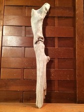 Beautiful 18" DRIFTWOOD Piece Art Terrarium Taxidermy Aquarium Beach Wood DECOR