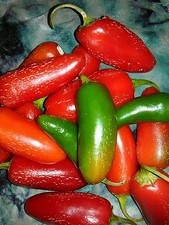 Pepper Tam Jalapeño 20 semillas °RELIQUIA° Semillas de Vida ¡El MEJOR Jalapeño NUNCA!