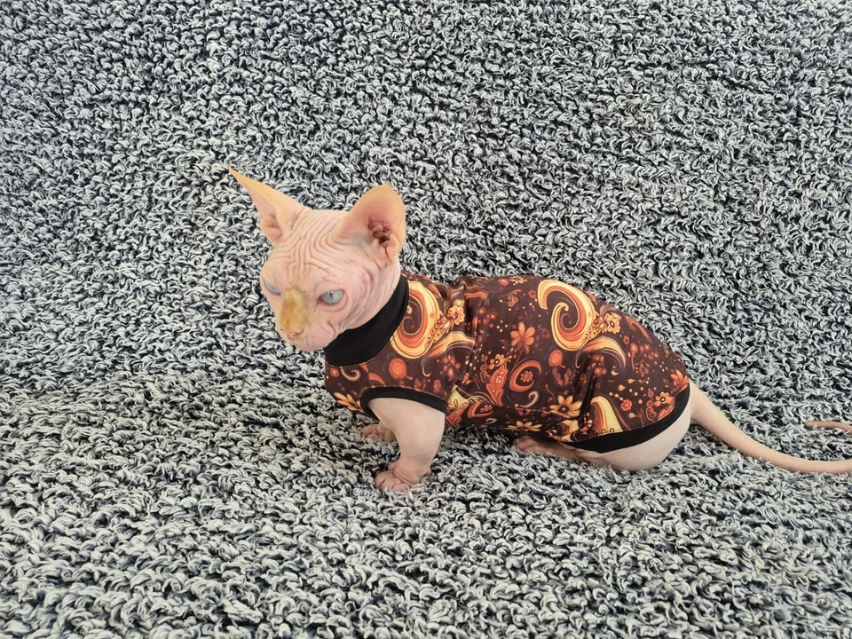 Ручной работы сфинкс Cat одежды Cat одежды сфинкс свитер бамбино Cat одежды Cat - Изображение 3 из 4