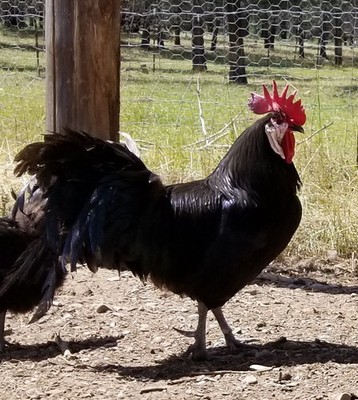 12+ BARBEXIEUX Fertile HATCHING EGGS! Greenfire Imported Lines! ULTRA RARE!
