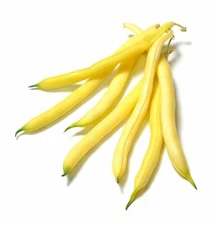 Organic Golden Wax Bean - Phaseolus vulgaris