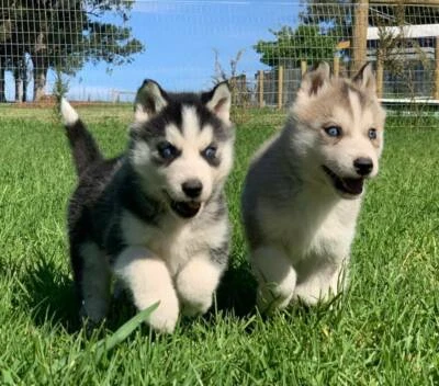 mini siberian husky puppies