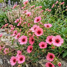 Potentilla Cinquefoil Miss Willmott Pink Summer Cottage Garden Perennial Plant.