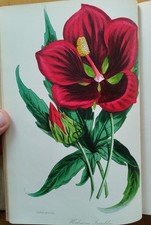 Paxton Magazine of Botanica Botanica Piante 48 tavole colorate vol. XIII - 1847