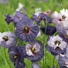 Poppy Shirley Amazing Grey -15 Seeds -Smoky Shades, Great Cut Flower - P. Rhoeas