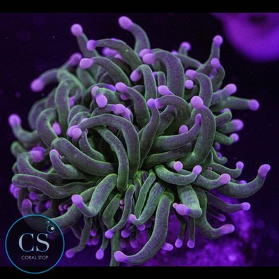 CS Ultimate Fairy Godmother Torch - WYSIWYG Live Coral