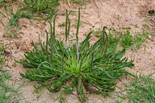 JELEŃ - JABŁOŃ - PLANTAGO CORONOPUS 25+ NASIONA L 245