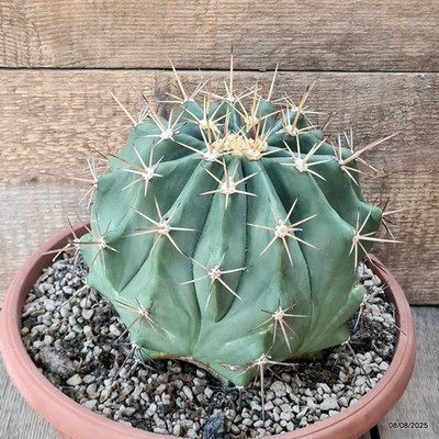 D5841 FEROCACTUS POTTSII pot25-H17-W21 cm MaMa Cactus