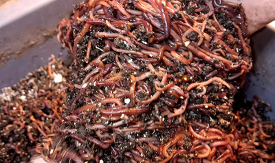 (Terry's) Compost Worms Galore / Bed Run / Ready To Ship / Fast FREE Shipping!