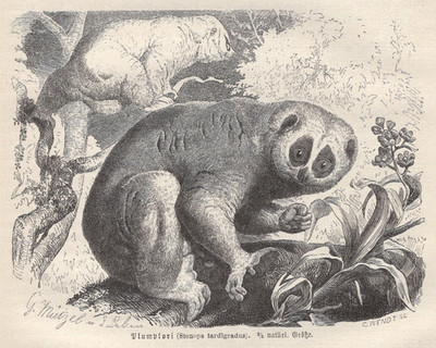 1883 Brehms Thierleben Wood Engraving Slow Loris Original Antique Book Print