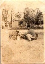 Sepia Photograph Shepherd & Sheep Farmyard Light Leak 1910s Silver Gelatin Print