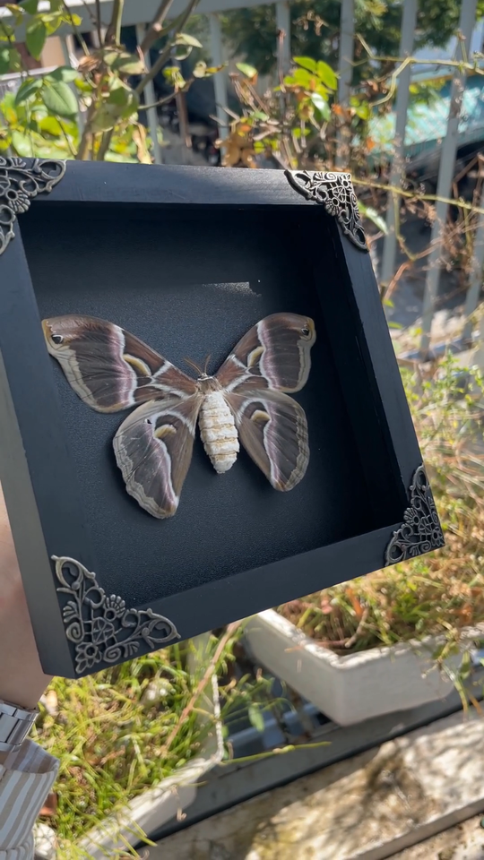 Framed Moth Shadow Box Display Real Taxidermy Insect Frame Gothic Decor ...