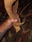 Deer Antlers 13- Point White Tail — photo 9