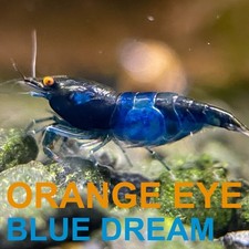 RARE Orange Eye Blue Dream  Freshwater Neocaridina Aquarium Shrimp  Home Bred