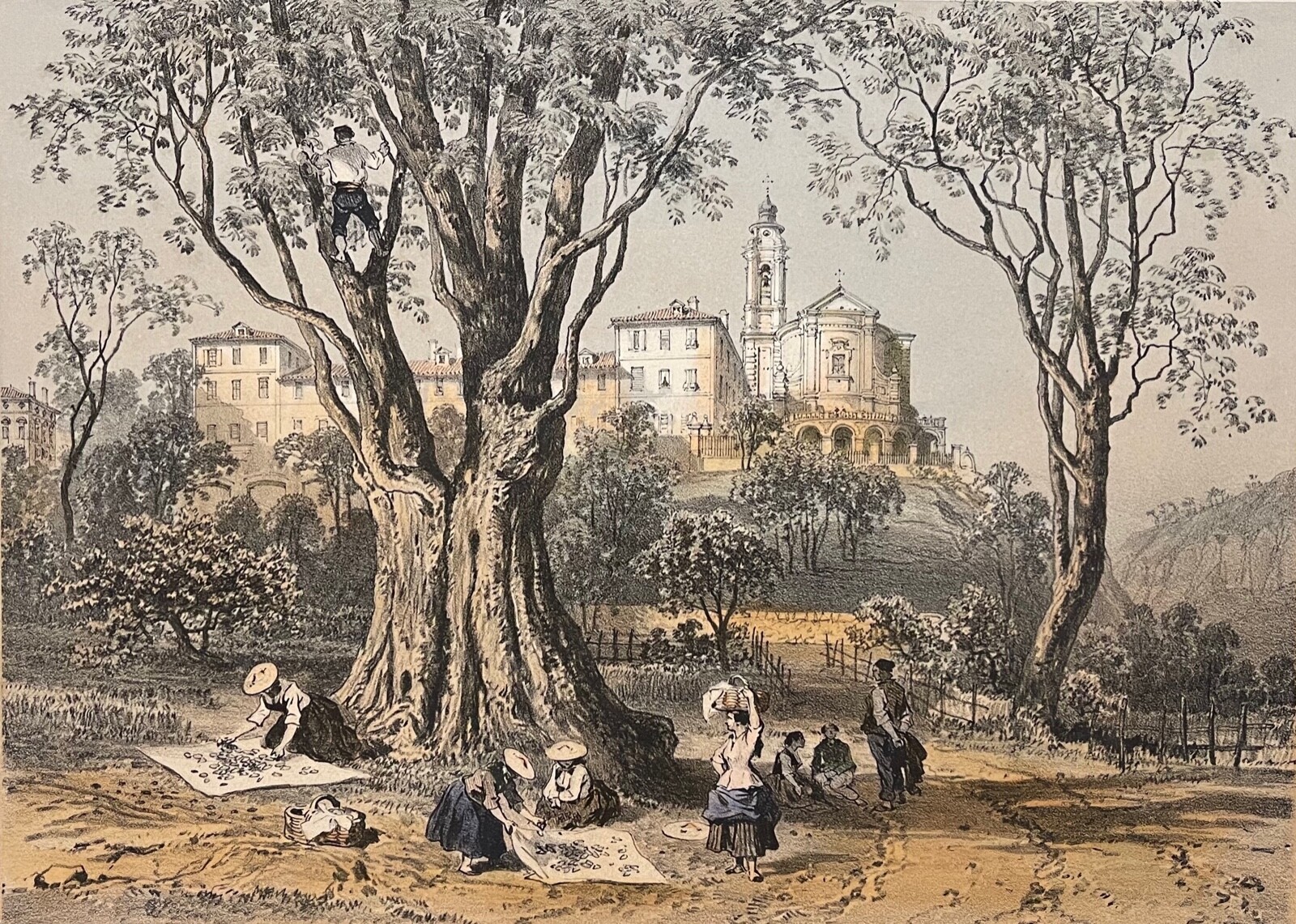 Abbey De Saint-Pons Nice Convento Cosecha De Aceitunas En Provenza 1864 Francia