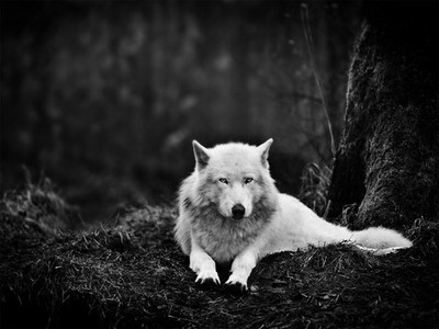 Anime wolf trees monochrome animals looking at viewer Play Gaming Mat Desk Game