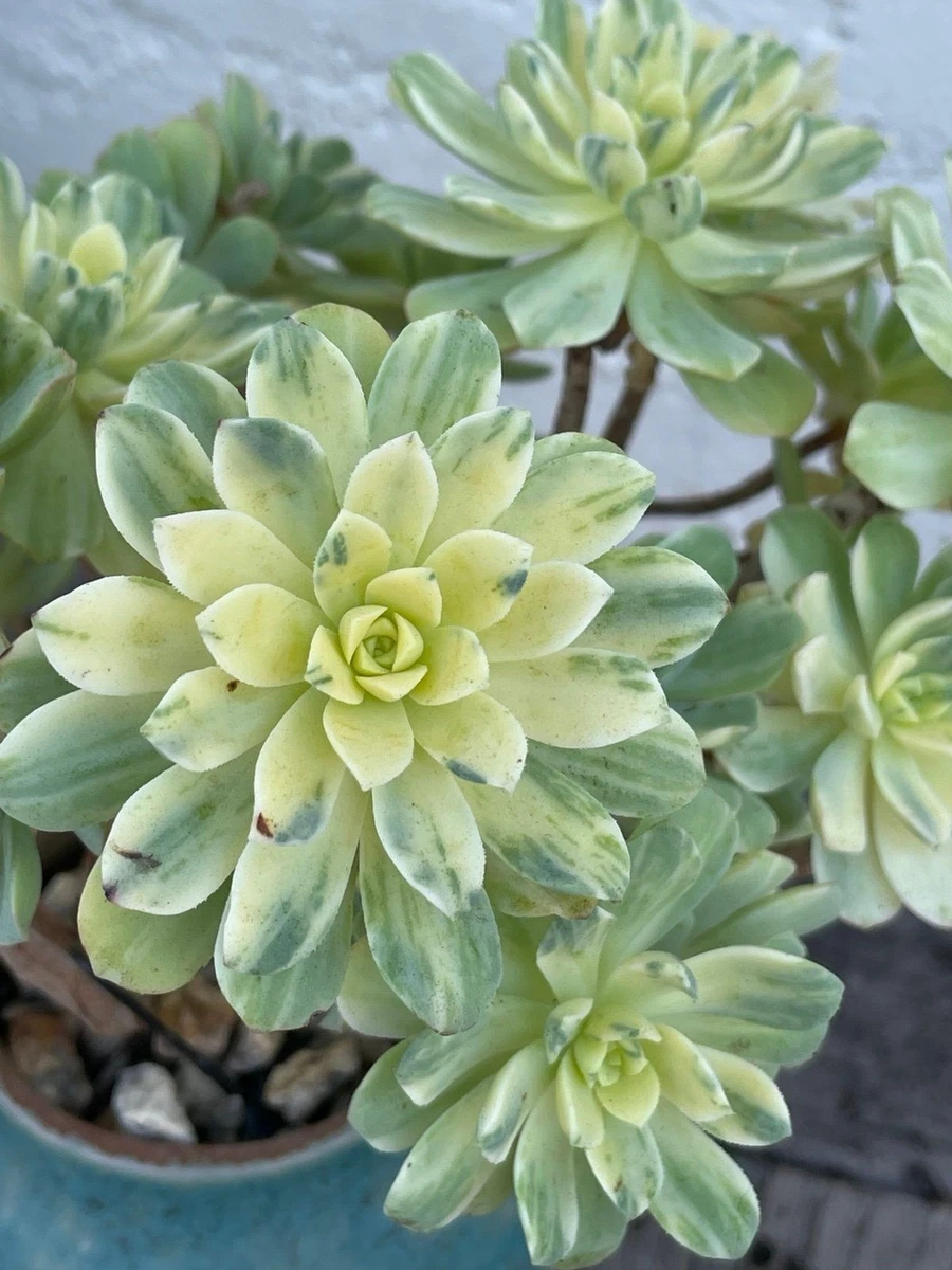 莲花掌杂色cactis 、多肉植物| eBay