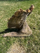 Natural Driftwood Pedestal, Approx 19 In Long by 17 In Wide and 13 In Deep