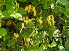 OSAGE ORANGE TREE SEEDS (Maclura Pomifera) Hedge Apple, 20 Seeds. Free shipping.