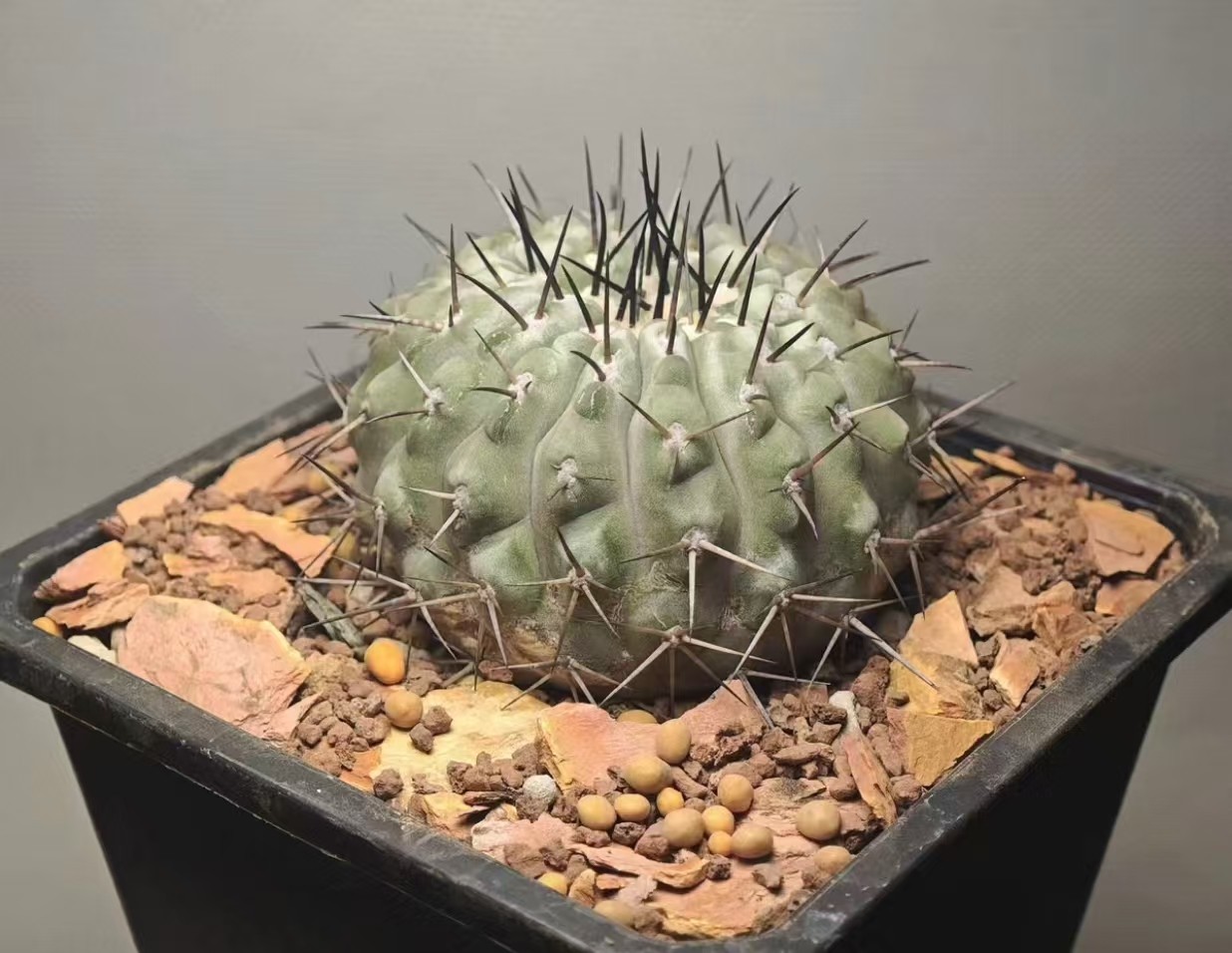 7cm Copiapoa cinerea Self Rooted WYSIWYG Boutique