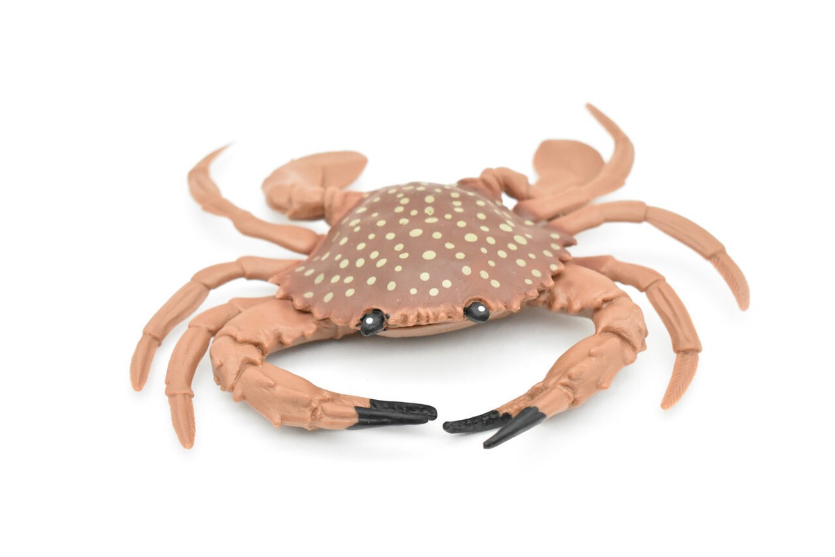 Young, Dungeness Crab, Rubber, Realistic, Hand Painted Toy Model 5