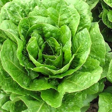 Buttercrunch Lettuce Seeds | AAS Winner | Heirloom / Non-GMO | Free Ship | 1102