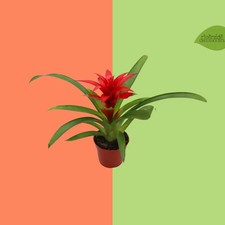 Red Bromeliad 4 in Live Houseplant Tropical Flowering Plant