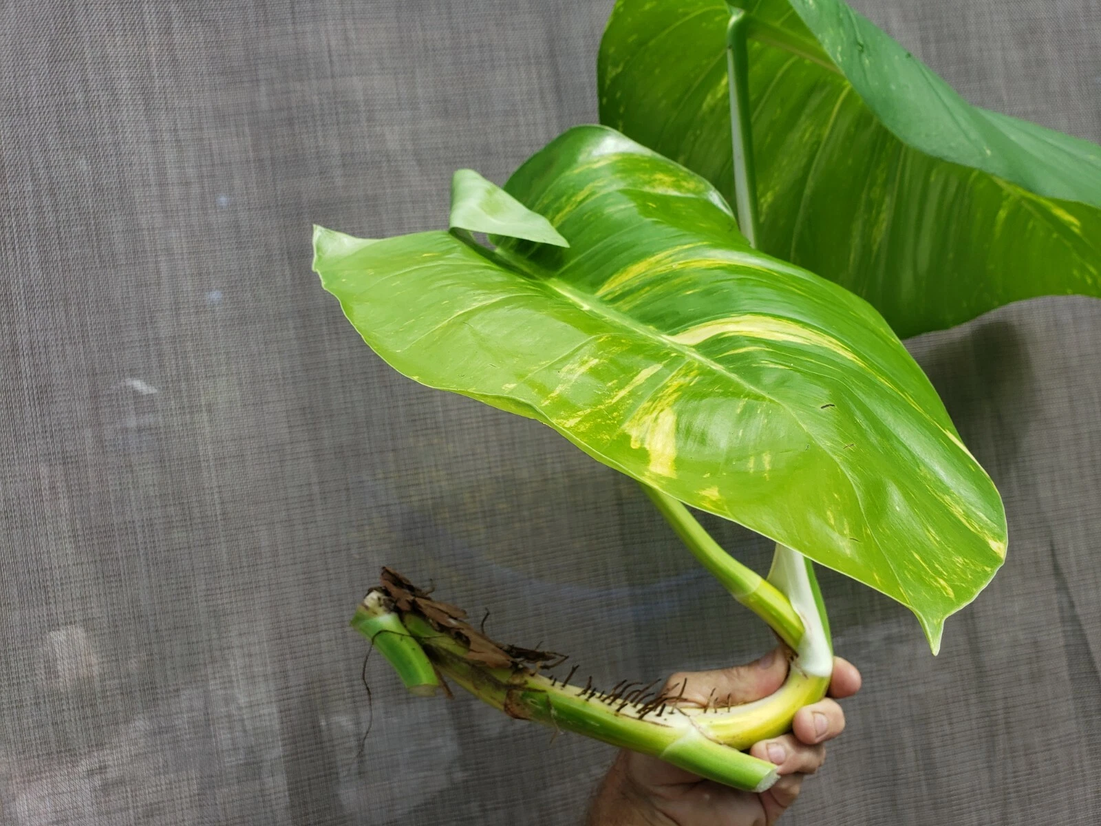 Variegated Golden Giant Pothos, Hawaiian Epipremnum pinnatum vine cutting large!
Opens in a new wind