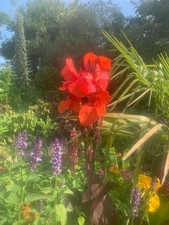 Canna Lily Tropicanna Black -plant shown In last few photos in a pot is the sale
