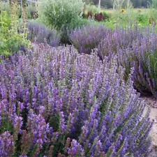 Hyssop PURPLE GIANT Agastache Perennial Blue Licorice Attracts Bees 500 Seeds