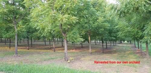 10 lbs. BLACK WALNUTS in the shell - Fall 2024 crop – our famous “squirrel nuts” - Picture 4 of 9