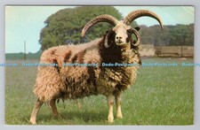 R791384 Cheltenham Glos Jacob Ram at Cotswold Farm Park Guiting Power Photo Prec