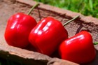 15 Chili Samen - Rocoto Manzano Rojo – Sehr scharf, mehrjährig, selbstbestäubend