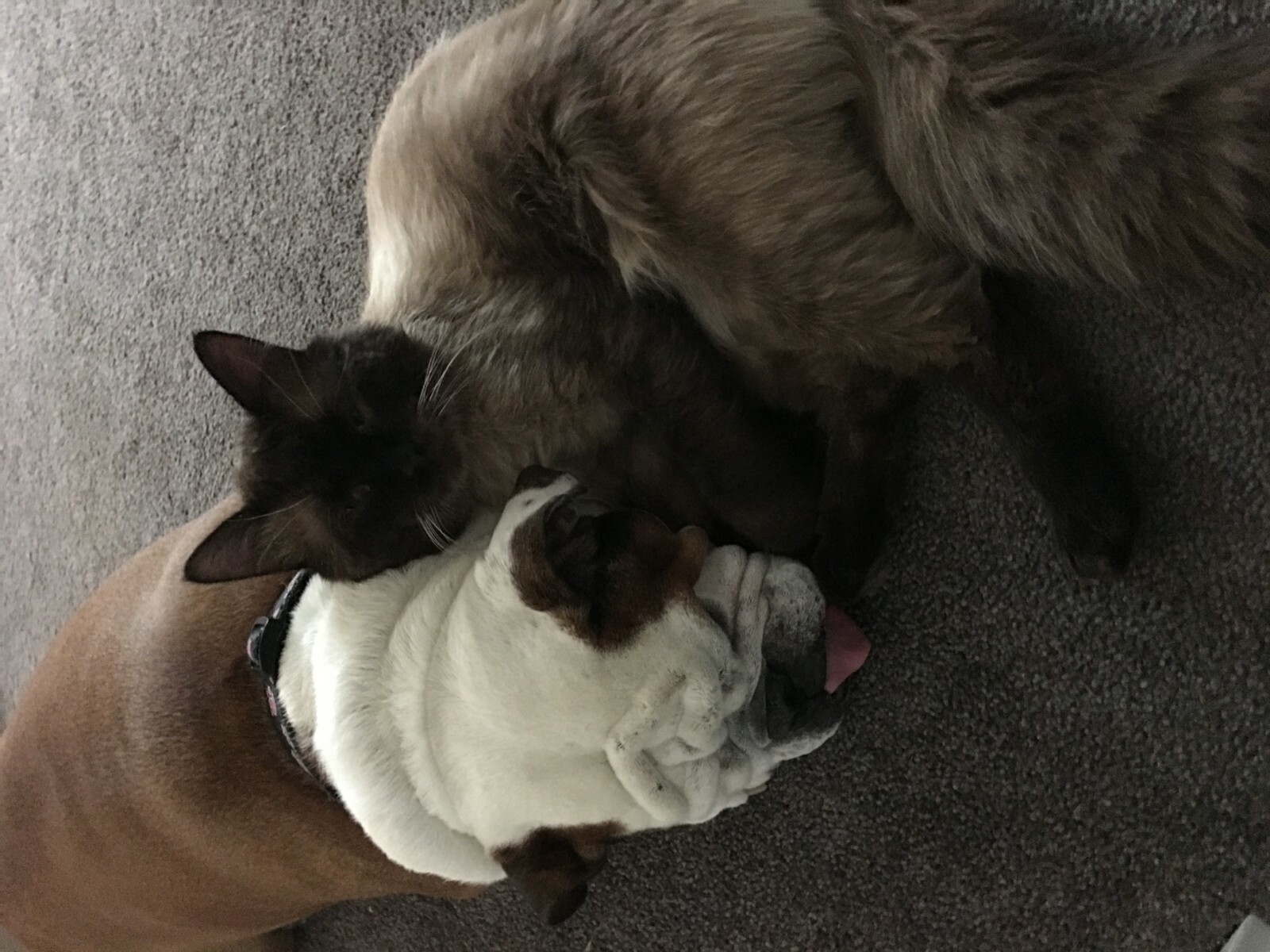 Graviola A powerful Immune aid for dogs & cats eBay