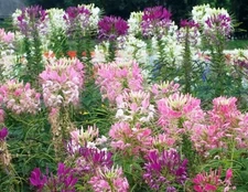 100 FRESH SPIDER PLANT MIXED FLOWER SEEDS FREE SHIPPING