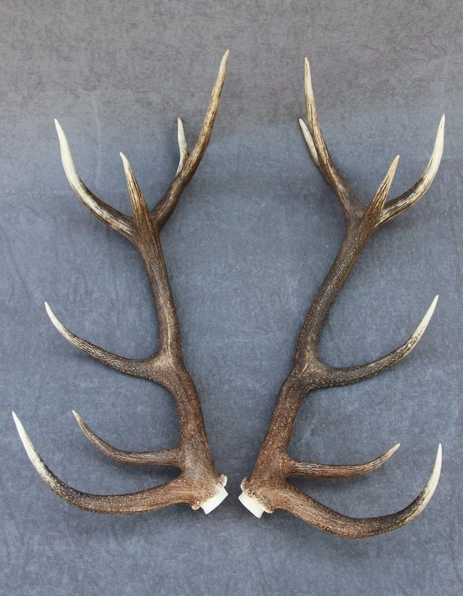 WILD RED DEER ANTLER SET PAIR (HORN, KNIFE, CARVING, CHEW, TAXIDERMY)