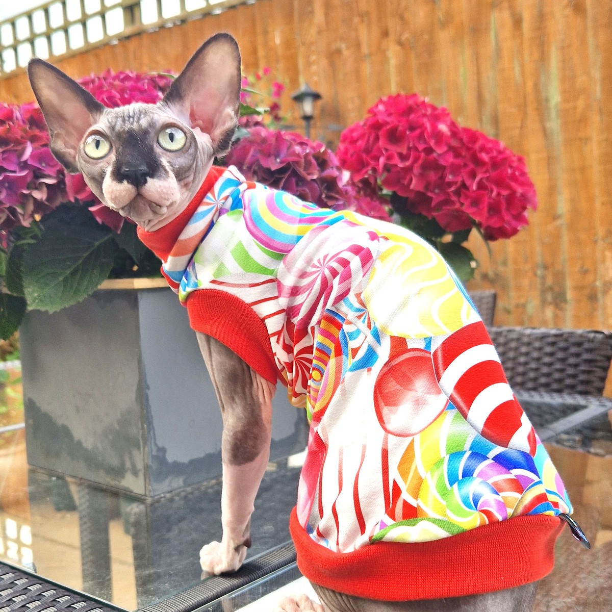 Lollypop Cotton Knitt Sphynx Cat Top, Devon Rex, Peterbald, Pet