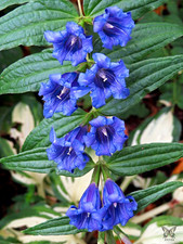 Gentiana Asclepiadea Purple Willow Gentian Seeds 50+ /Hardy Perennial 