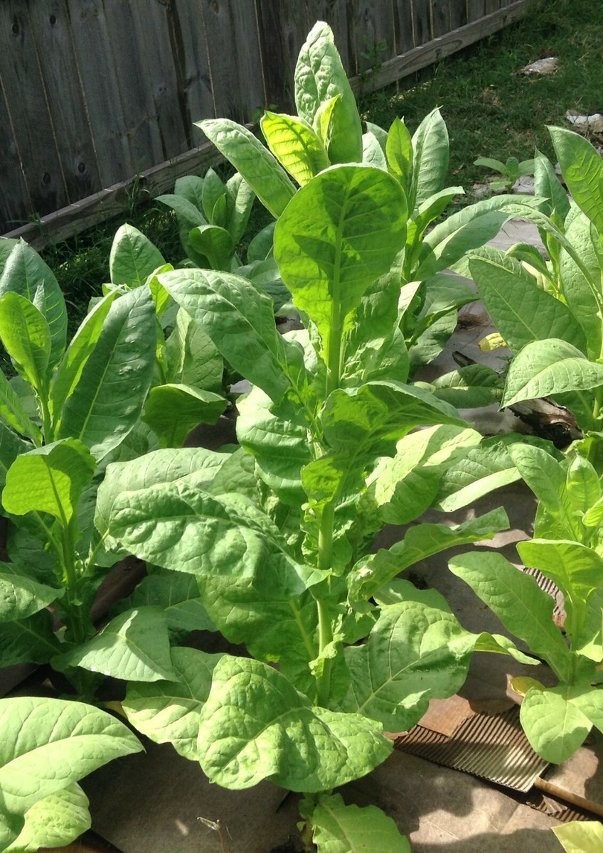 ohio tobacco license search Tobacco Enforcement