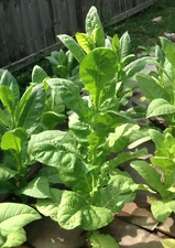 Caribbean Style Cigar Tobacco Seed Blend Kit - (1000+ seed each of 3 varietes)