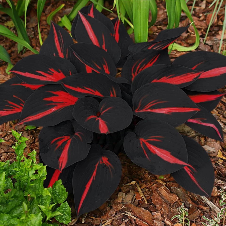 200 Hosta Seeds - Non-GMO Black Red Hostas Plants Seeds for Planting Perennial - Image 2 of 4