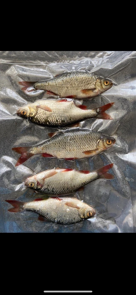 Köderfische gefroren Raubfischen Hecht Aal Zander Barsch Deadbait Pike 5-20Cm - Bild 4 von 4