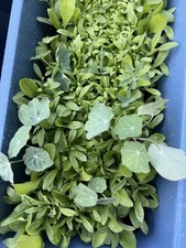 Wildflower Seeds Bulk 4 oz - 63,200+ Seeds, Non-GMO Perennial Mix for Pollina... 89.56 per gallon