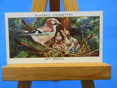 Jay Birds & Their Young John Player & Sons 1937 Cigarette Tobacco Card