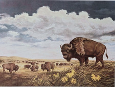 Bison Buffalo Prairie James Lockhart Orig 1960s Print ~14.5x17.5"