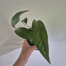 Baltic Blue Pothos  Epipremnum Pinnatum  Rare Rooted Live Plant EXACT PLANT