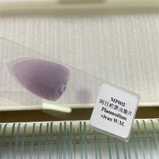 50PCS Prepared Microscope Slides in Parasitology Specimen f Teaching & Research