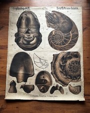 Large vintage school chart fossils palaeontology by Karl Alfred Von Zittel 1879