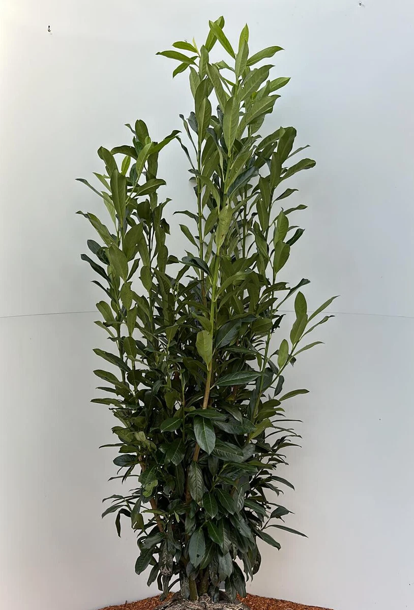 philodendron mcdowell kaufen Philodendron McDowell cf — Ecuagenera USA Corp main image 1